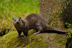 common otter