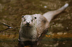 common otter