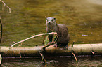 common otter