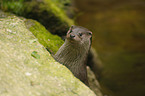 common otter