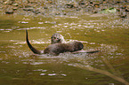 fighting common otters