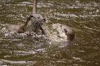 fighting common otter