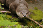 common otter