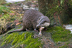 common otter