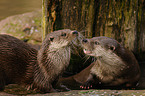 common otter