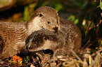 common otter