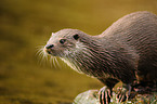 common otter