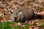 common otter