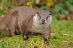 common otter