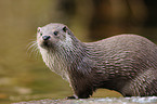 common otter