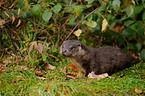 common otter