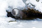 common otter