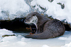 common otter