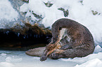 common otter