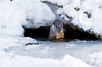 common otter
