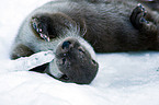common otter