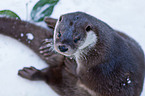 common otter