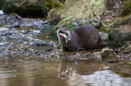 common otter