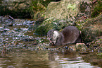 common otter