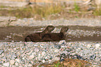 common otter