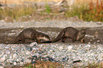 common otter