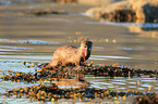 common otter