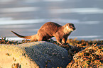 common otter
