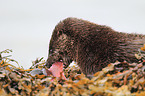 common otter