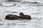 common otter