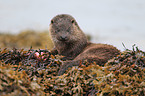 common otter