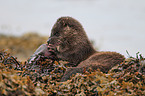common otter