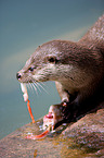 common otter