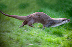 common otter