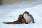 common otter