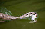common otter
