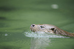common otter