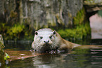 common otter