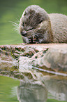 common otter