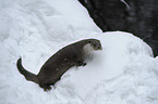 common otter