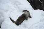 common otter