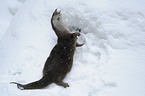 common otter
