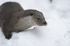common otter