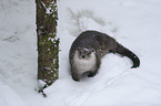 common otter