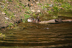 common otter