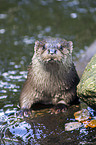 common otter