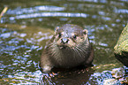 common otter