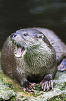 common otter