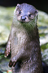 common otter