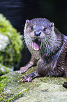 common otter