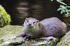 common otter